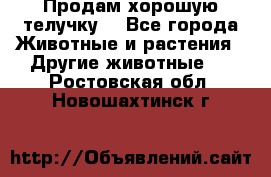 Продам хорошую телучку. - Все города Животные и растения » Другие животные   . Ростовская обл.,Новошахтинск г.